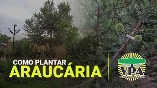 Como plantar uma Araucária Enxertada  VPA [upl. by Toole817]