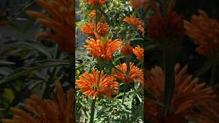 Lion’s tail plant with orange flowers Leonotis leonurus tropicalplants shorts [upl. by Hendrick445]