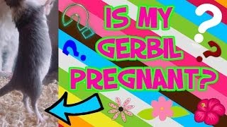 How To Tell If Your Gerbil Is Pregnant [upl. by Tada352]