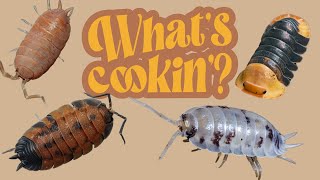 Feeding Isopods  What Should You Be Feeding Them [upl. by Olmsted]