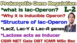 Prokaryotic Gene RegulationL2LacOperon and Structure of lacOperon csir netLacoperon [upl. by Hallutama]