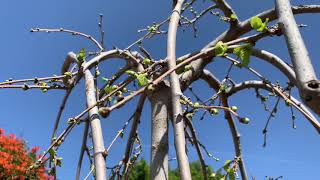 Weeping mulberry tree breaking dormancy  developing fruit [upl. by Rafaelle]