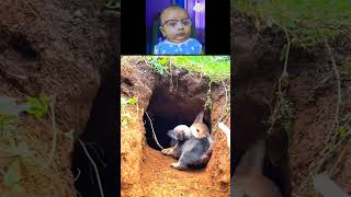 Mother Dog And Cute Puppy Funny Moments Baby Reaction dog doglover puppy [upl. by Dupaix53]