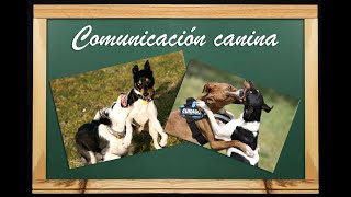 Etología canina comunicación comportamiento y señales de calma [upl. by Booker434]