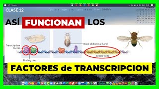 🟡 Como FUNCIONAN los FACTORES de TRANSCRIPCION 🧬 El ejemplo de la Mosca 🪰 [upl. by Veats]