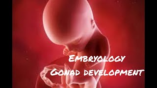 General Embryology KaplanFertilization to developmentGonad developmenttestis and ovary [upl. by Eerrahs]