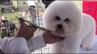 Bichon Frise Show Grooming [upl. by Acillegna]