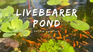 1K Gallon Livebearer Pond  Colorful Molly Fish • Sailfin Mollies • Swordtails • Platy  1080p HD [upl. by Uriah]