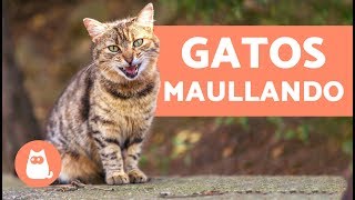 Preciosos gatos maullando  Cats meowing [upl. by Silvers]