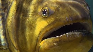 Piranha Feeding Frenzy  Planet Earth  BBC Earth [upl. by Anilrats]