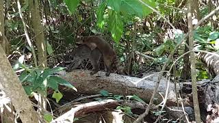 Raccoons having sex on the beach in Cahuita Costa Rica [upl. by Norward]