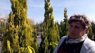 Thuja orientalis pyramidalis aurea come coltivarla [upl. by Akemit]