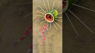 Survival Skills Simple But Very Useful fish trap with watermelon short survival outdoors [upl. by Dinsmore778]