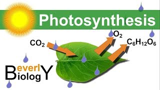 Photosynthesis in detail [upl. by Odelia309]