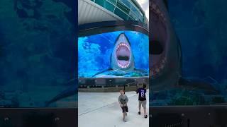 Sea creatures attack at the Port of Nassau Bahamas  PART 1 shark [upl. by Aver]