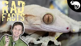 Crested Geckos  22 Stinkin Rad Facts [upl. by Eibbil]