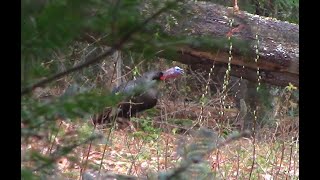 Road hunters Rants and shots fired NH Turkey Season 2024 [upl. by Danila]