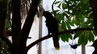 Crested Oropendola Call  Sounds like static amp lasers [upl. by Rosmarin]