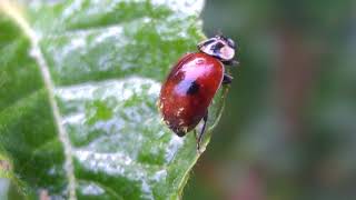 Adalia bipunctata ladybug [upl. by Cade221]