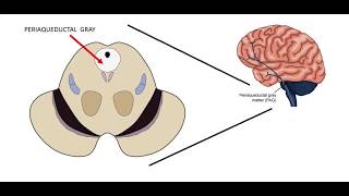 The biology of aggression [upl. by Willumsen]