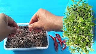 Grow Chilly From Seeds At Home  How To Germinate chillies  Grow Chilly in small pot [upl. by Bible876]