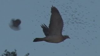 Slo mo shotgun impact  Pigeons [upl. by Corabelle]