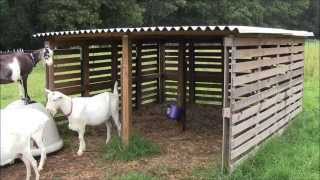 Our Goat Shelter Using Free Pallets [upl. by Yrehc]