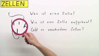 ZELLEN  DIE GRUNDBAUSTEINE VON PFLANZE MENSCH UND TIER  Biologie  Biologie der Zellen [upl. by Artamas372]