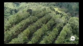 Cacao los beneficios de implementar sistemas agroforestales en este cultivo  La Finca de Hoy [upl. by Cherie]