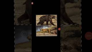 Arctodus Simus vs Ngandong Tiger [upl. by Ittocs]