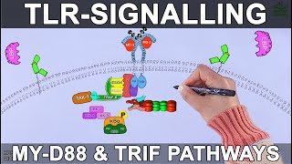 TLR Signalling Pathway [upl. by Ai]