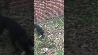 Patterdale Terrier VS Squirrel [upl. by Aetnahs571]