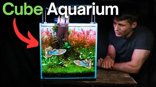 I Made a THRIVING Cube Aquarium Here’s How [upl. by Ahsemal842]