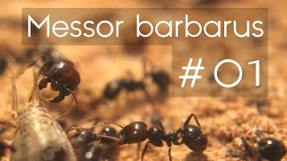 BLOG MESSOR BARBARUS 1  Une ENORME colonie  1500 ouvrières [upl. by Lennad]