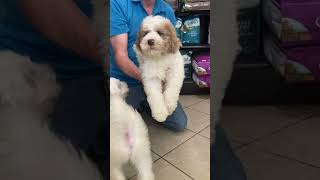 Mini Sheepadoodle Puppies for sale ￼parents Layla and Jagger [upl. by Cristin]