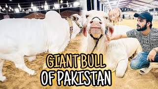 Giant Bull’s Of Pakistan 🇵🇰  Fibbi Cattle Farm Kay Biggest Bull😱 [upl. by Eneleoj]