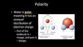 Video Lecture 32 Water and Polarity [upl. by Maclay]