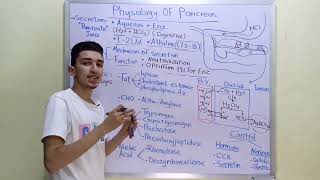 Physiology of Pancreas [upl. by Attenod352]