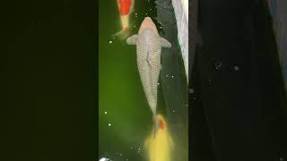 Soragoi koi fish feeding [upl. by Asinet]