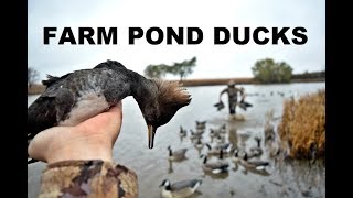 My First Ever Hooded Merganser  Kansas Farm Pond Duck Hunting 2017 [upl. by Koppel]