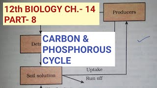 Class 12 biology chapter 14Part 8Carbon and phosphorous cycleStudy with Farru [upl. by Iggie]