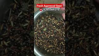 Agarwood Seeds Agarwood Seedsअगरवुड के बीजAquilaria Agarwood SeedBest Agarwood Seeds [upl. by Ytomit]