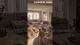 cat котики котик юмор 🤣🤣🤣 [upl. by Mihar]