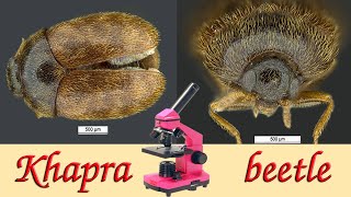 Khapra beetle under the microscope structure and harm to humans [upl. by Glendon]