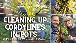 Cleaning up Cordylines in Pots 😃 [upl. by Ycnaf]