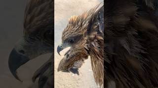 Rescues injured eagle on the road 🦅respectanimalsviralshorts [upl. by Yoho588]