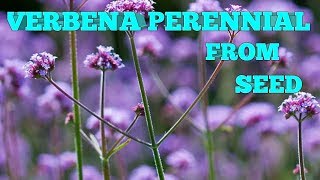 How to grow Verbena bonariensis from seed [upl. by Haras700]