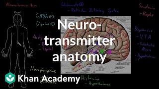 Neurotransmitter anatomy  Organ Systems  MCAT  Khan Academy [upl. by Odessa]