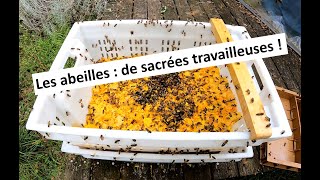 Les abeilles  quelles travailleuses [upl. by Sedecrem]