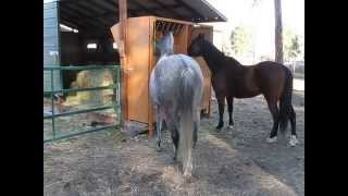 Automatic feeder in hay shed [upl. by Feingold]